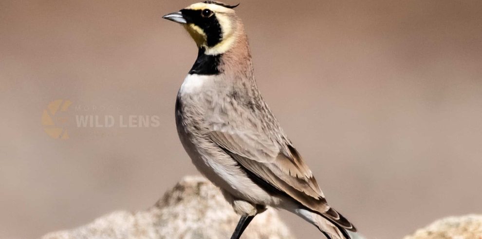 7 Days Agadir Birding Tour