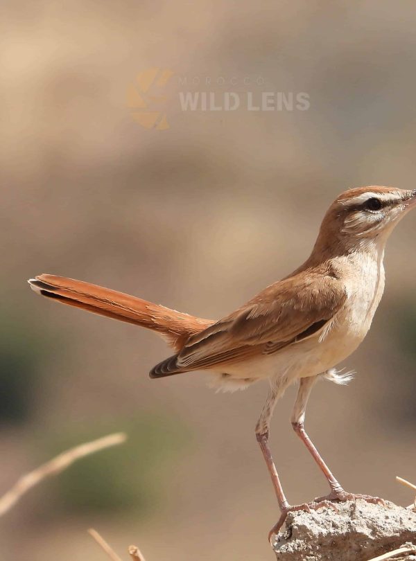 7 Days Agadir Birding Tour