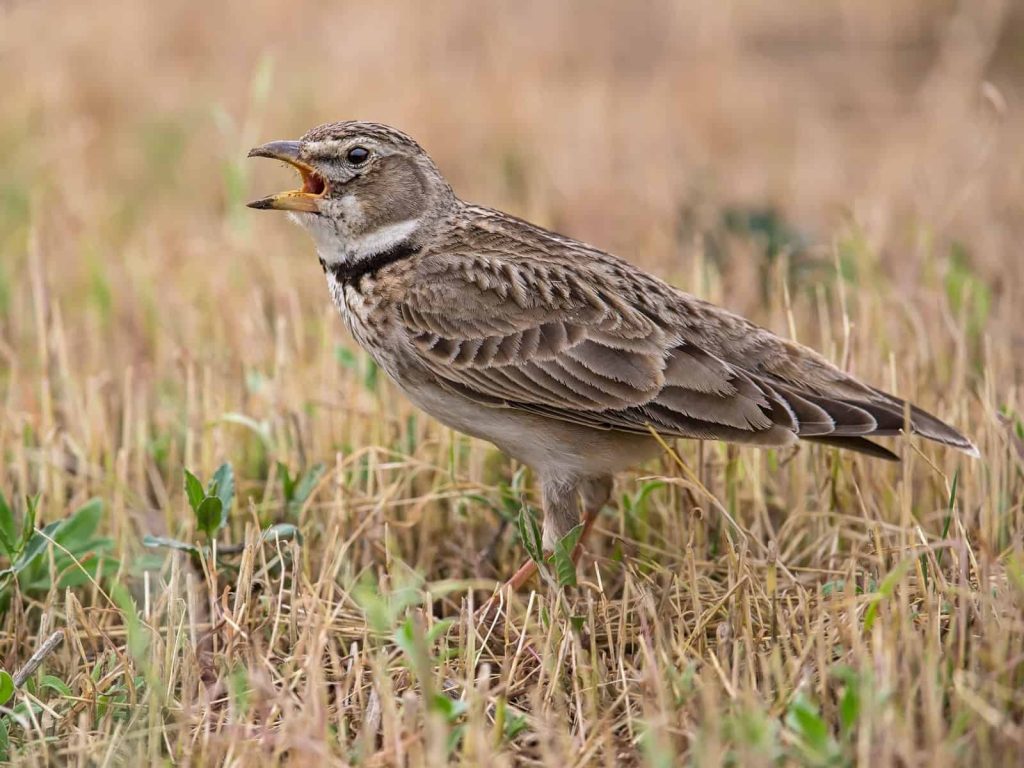 7 Days Morocco Birding tour