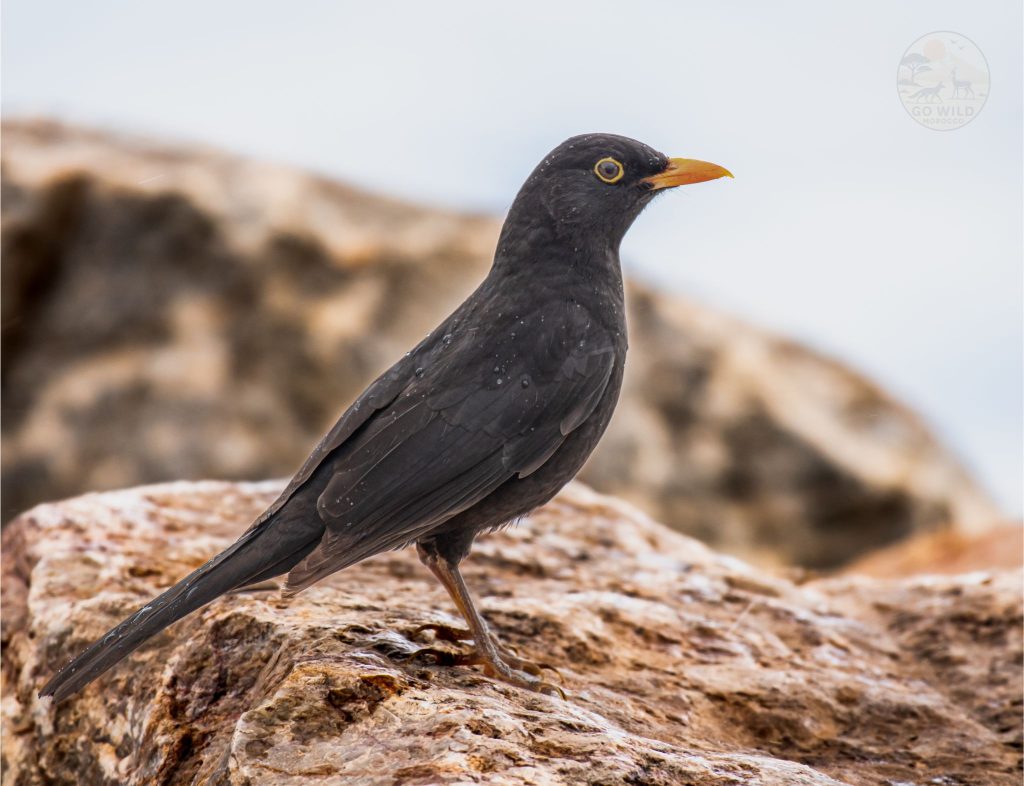 7 Days Morocco Birding tour
