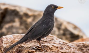 7 Days Morocco Birding tour