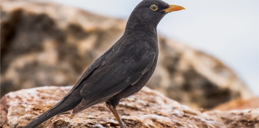 7 Days Morocco Birding tour