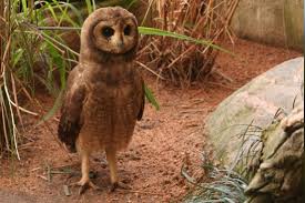 7 Days Morocco Birding tour