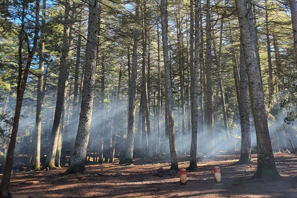 7 Days Morocco Birding tour