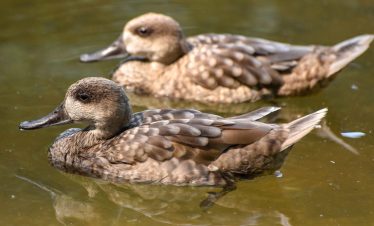 7 Days Morocco Birding tour