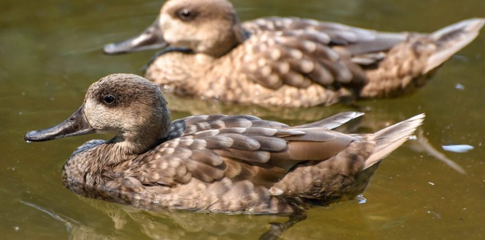 7 Days Morocco Birding tour