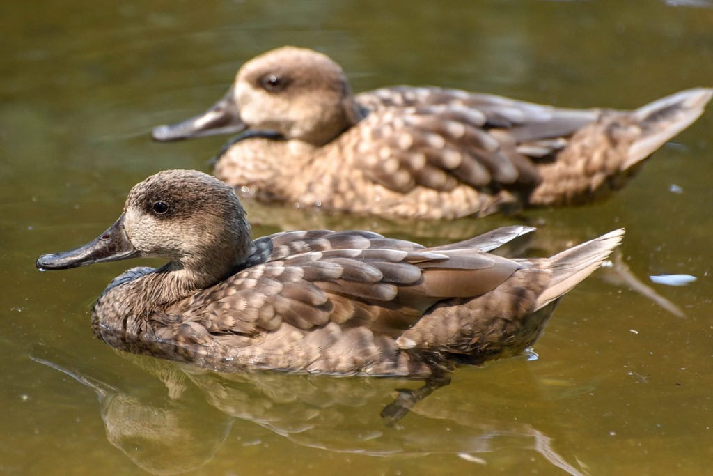 7 Days Morocco Birding tour