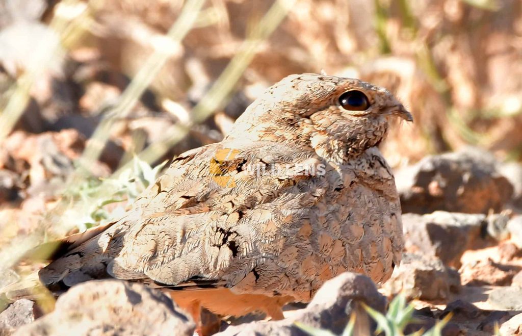 7 Days Morocco Birding tour