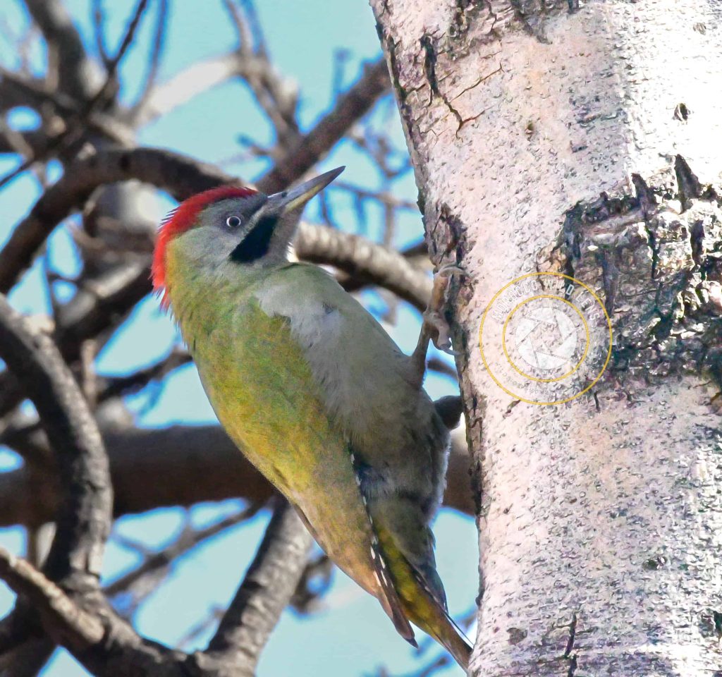 7 Days Morocco Birding tour