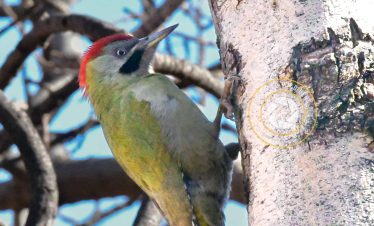 7 Days Morocco Birding tour