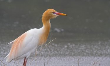 7 Days Morocco Birds tour