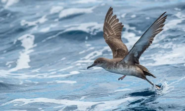 7 Days Morocco Birds tour