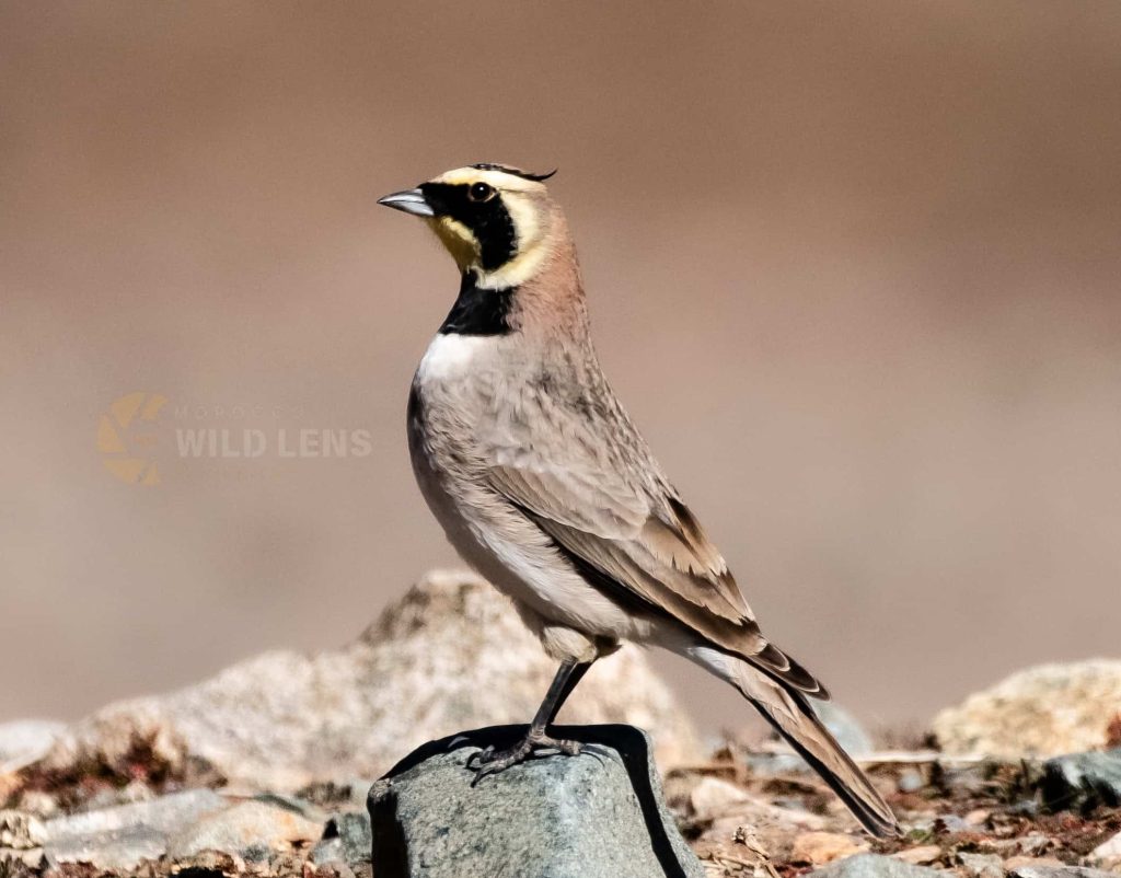 7 Days Morocco Birds tour