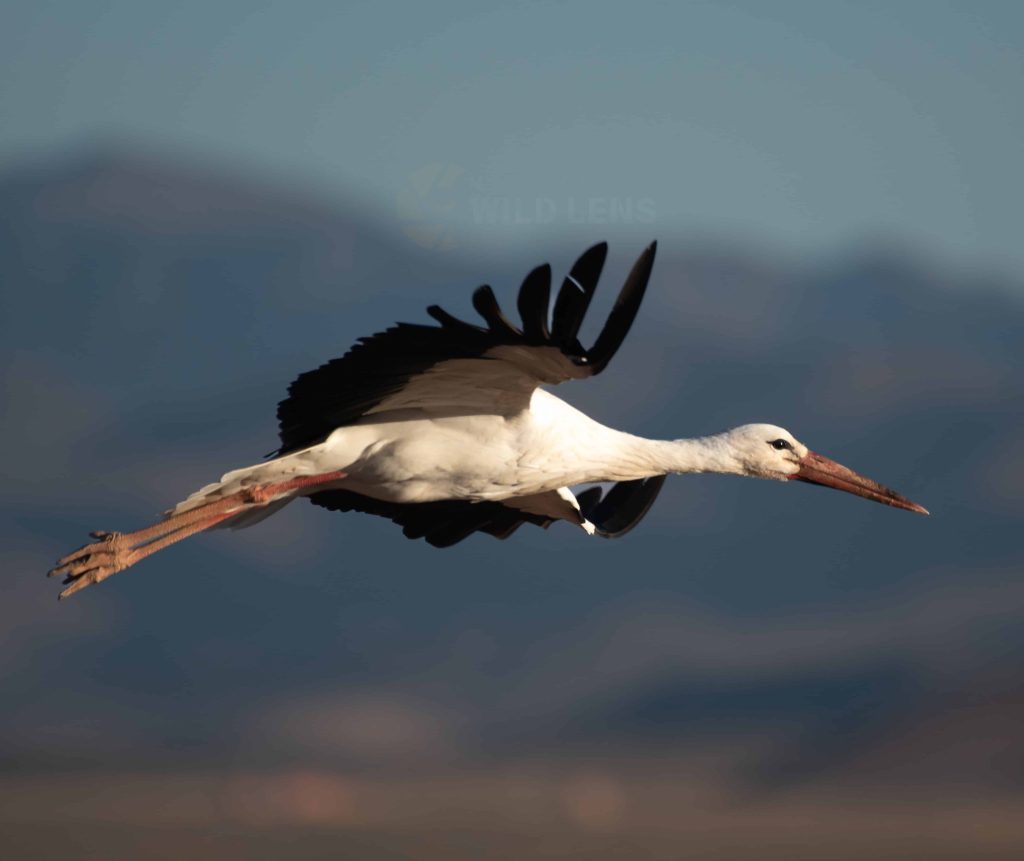 7 Days Morocco Birds tour