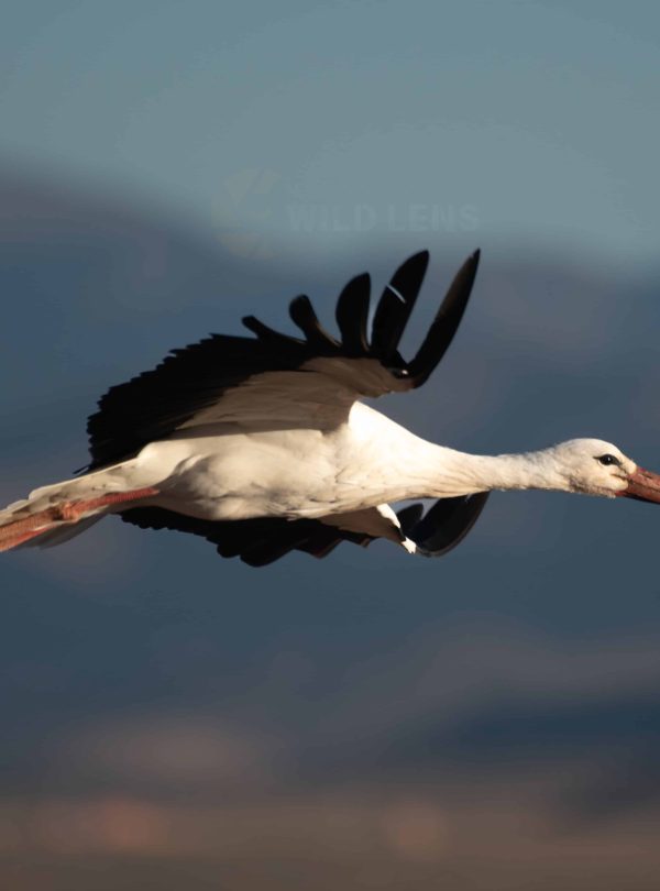 7 Days Morocco Birds tour