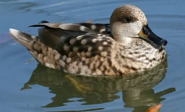 7 Days Morocco Birds tour