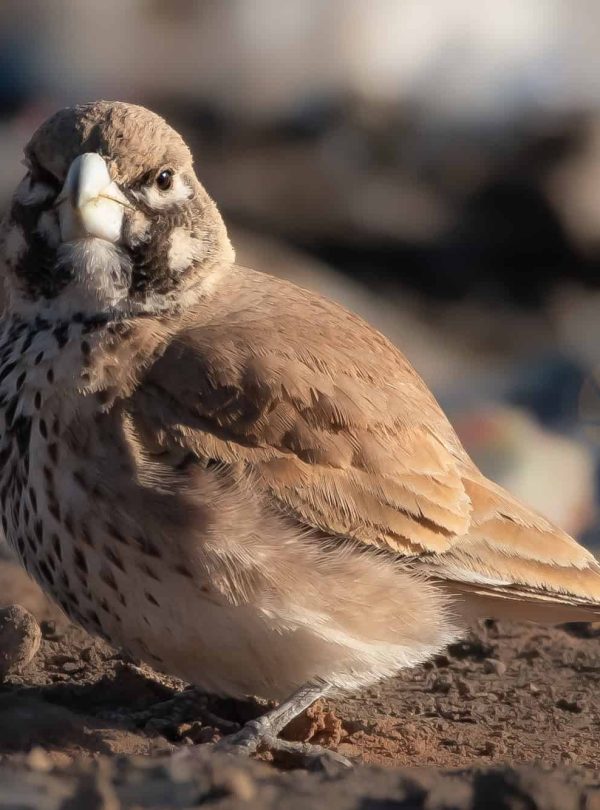 7 Days Morocco Birds tour