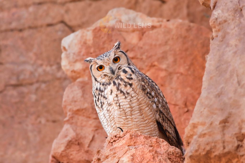 7 Days Morocco Birds tour