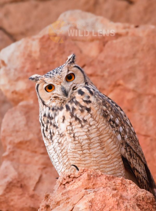 7 Days Morocco Birds tour