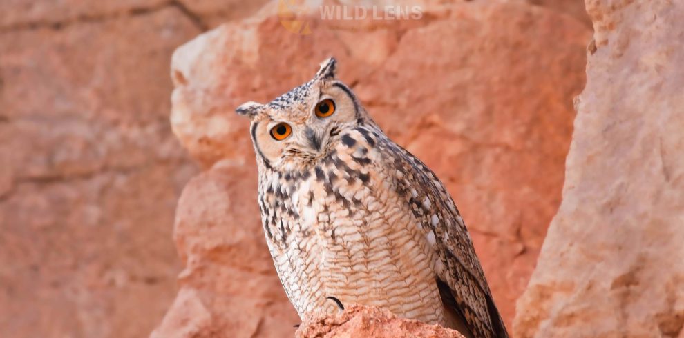 7 Days Morocco Birds tour