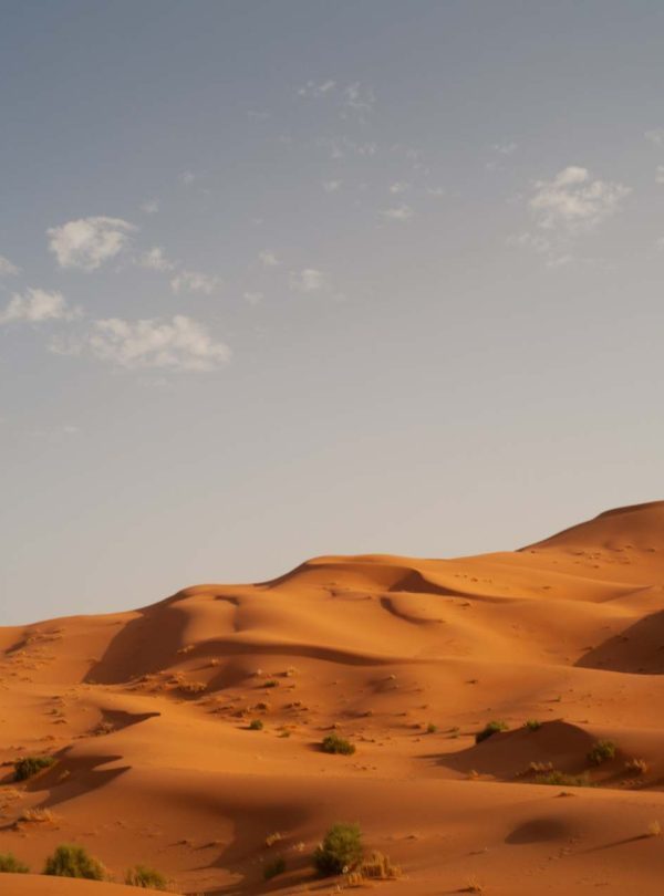 2 Days Merzouga Birding