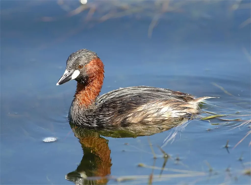 11 Days Morocco Birdwatching Tour