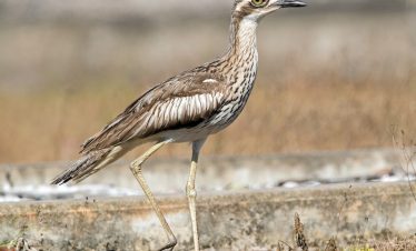 11 Days Morocco Birdwatching Tour