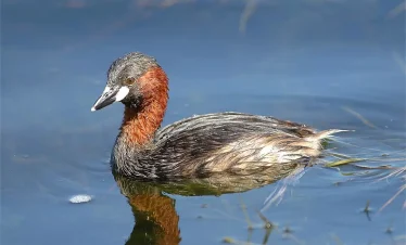 11 Days Morocco Birdwatching Tour