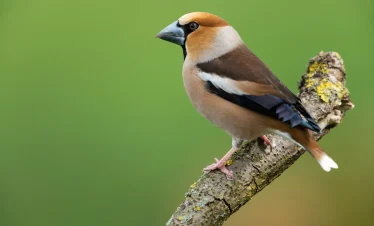 11 Days Morocco Birdwatching Tour