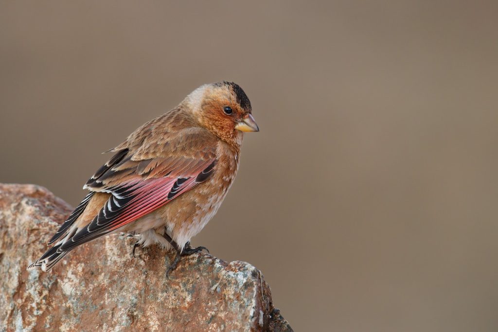 8 Day Morocco Birdwatching Itinerary