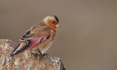 8 Day Morocco Birdwatching Itinerary