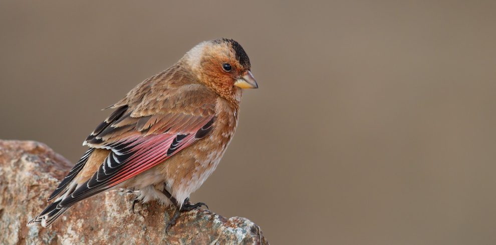 8 Day Morocco Birdwatching Itinerary
