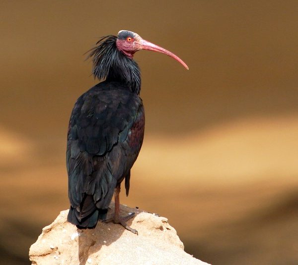 8 Day Morocco Birdwatching Itinerary