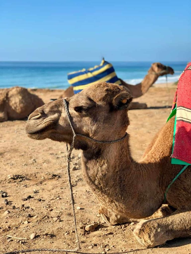 Birding Trip in Morocco