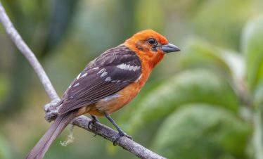 Merzouga Desert Birding Tours