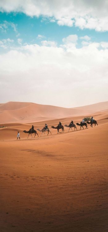 Morocco Bird watching tours