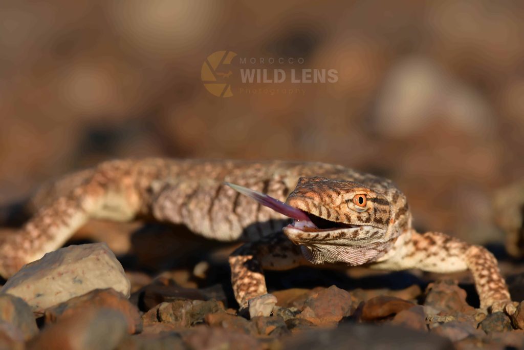 13 Day Moroccan Wildlife