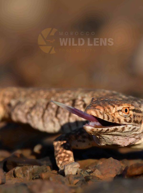 13 Day Moroccan Wildlife