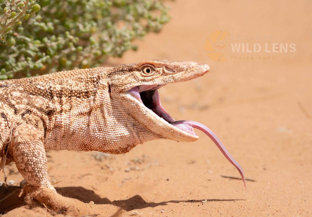 13 Day Moroccan Wildlife