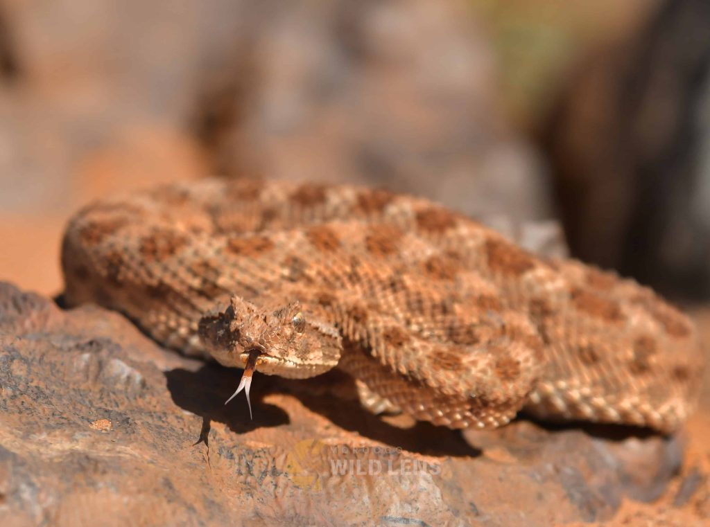 13 Day Moroccan Wildlife