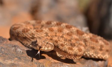 13 Day Moroccan Wildlife