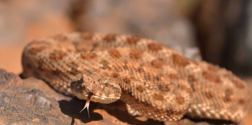 13 Day Moroccan Wildlife