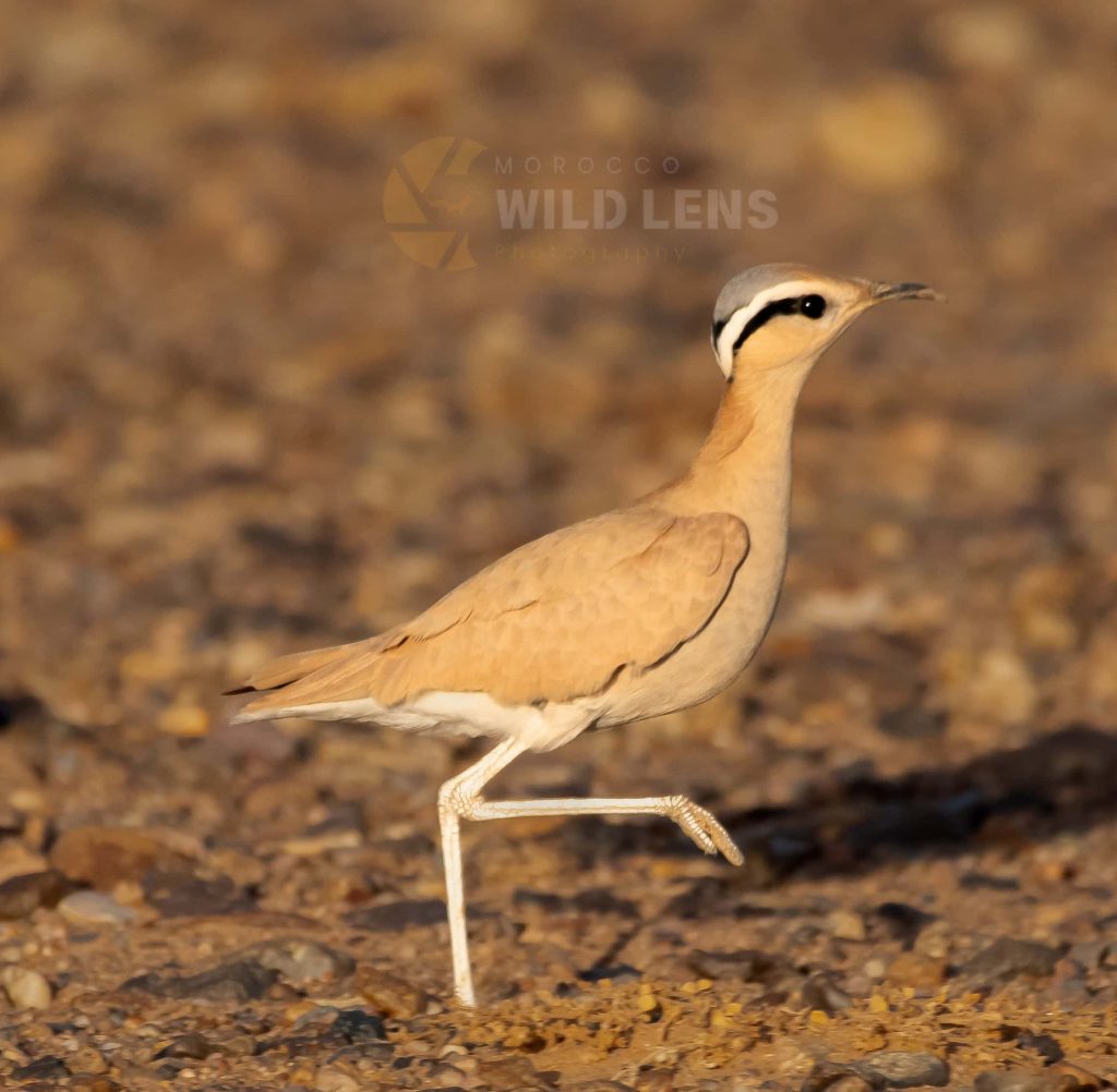 13 Day Moroccan Wildlife