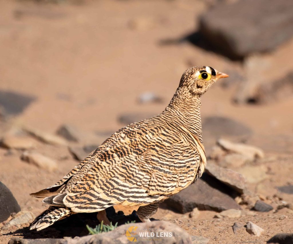 6 Day Moroccan Wildlife