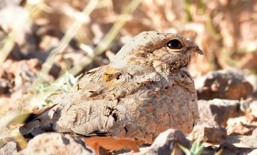 6 Day Moroccan Wildlife