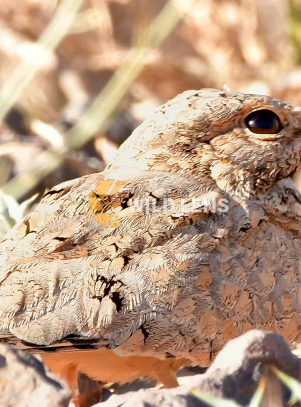 6 Day Moroccan Wildlife
