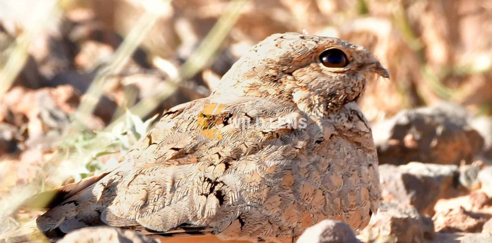 6 Day Moroccan Wildlife