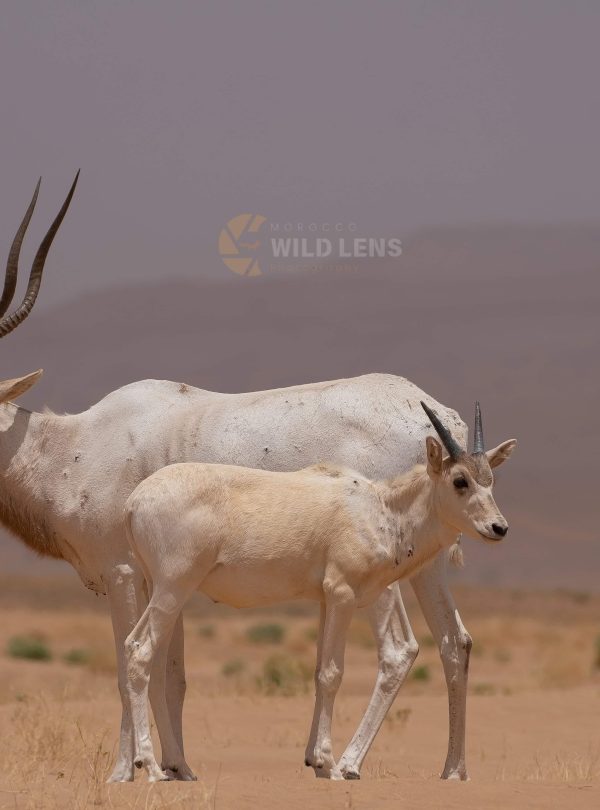 6 Day Moroccan Wildlife