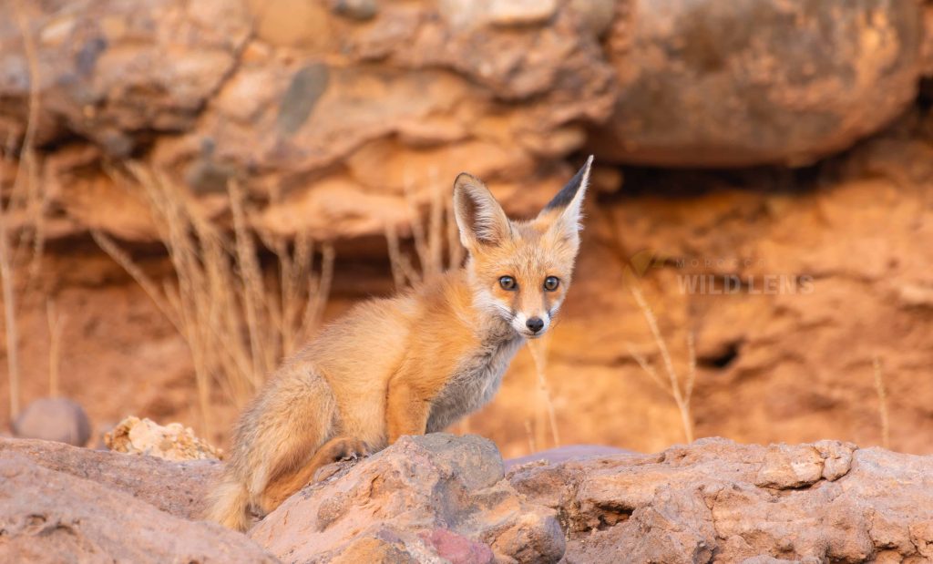 6 Day Moroccan Wildlife