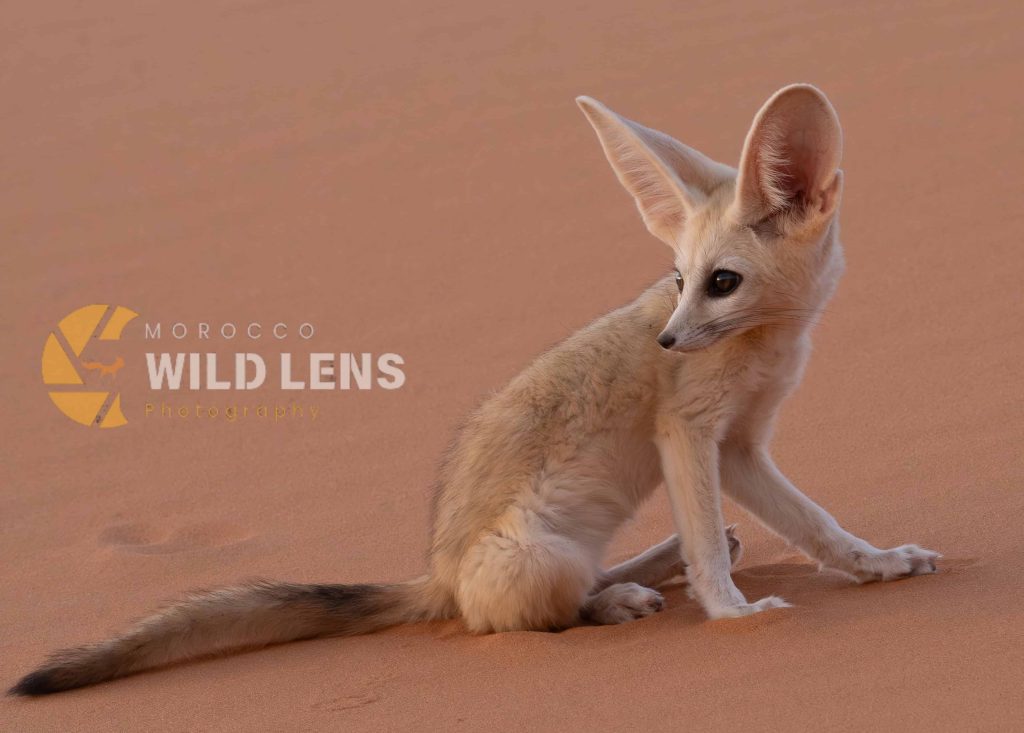6 Day Moroccan Wildlife Journey